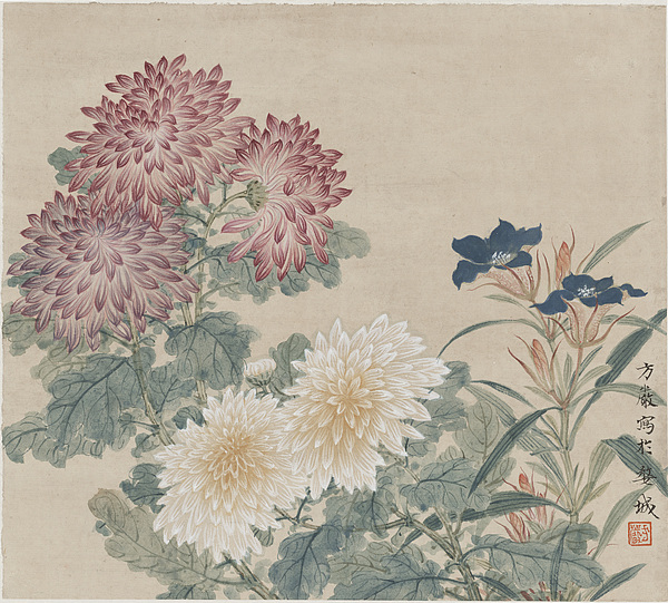 方严作品 没骨 四季花之秋菊