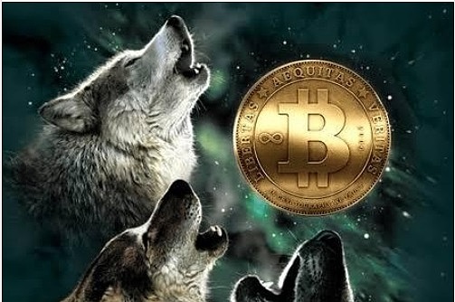 Golden Depth丨比特币是狼 传统金融市场更像是家养的宠物狗