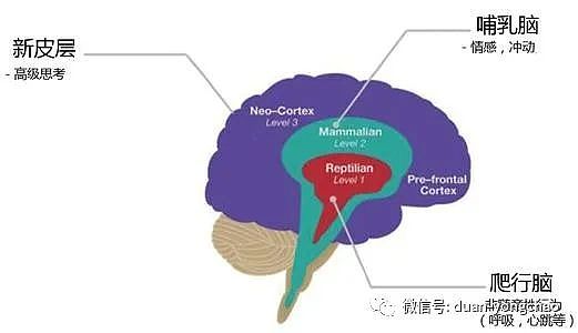 段永朝：深度理解元宇宙：从Cyborg、OBE、MEME说起